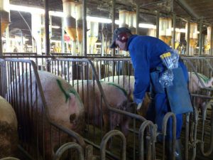Trainee in agriculture