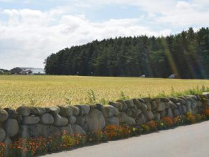 praktikant i landbruget