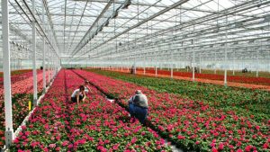 Trainee in agriculture