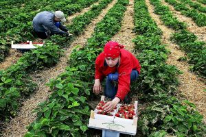 Trainee in agriculture